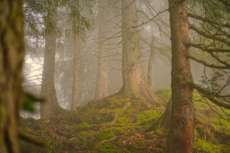 Forest-inspired decor