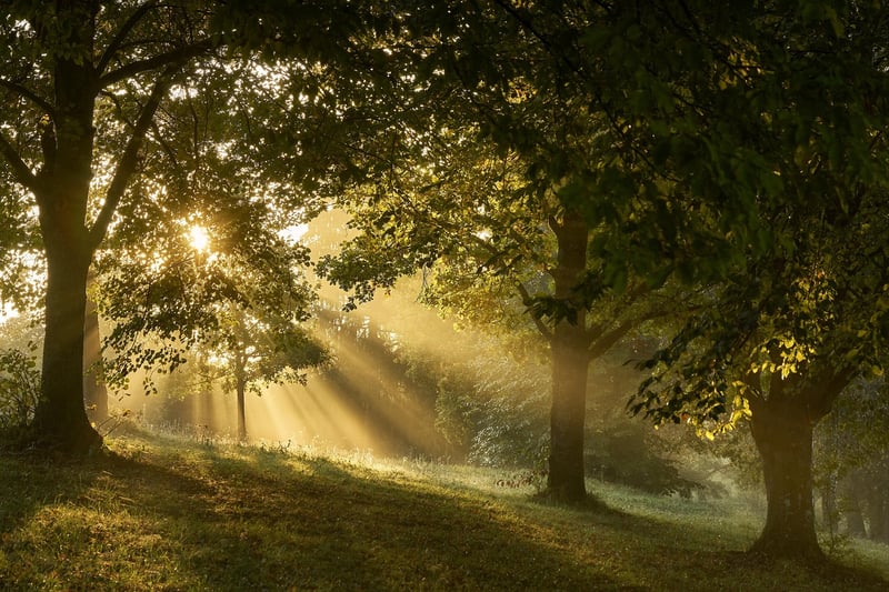 Enchanting Forest