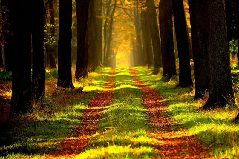 Enchanted Woods