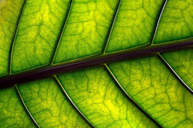 Indoor plants